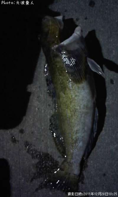 �����ʥ�