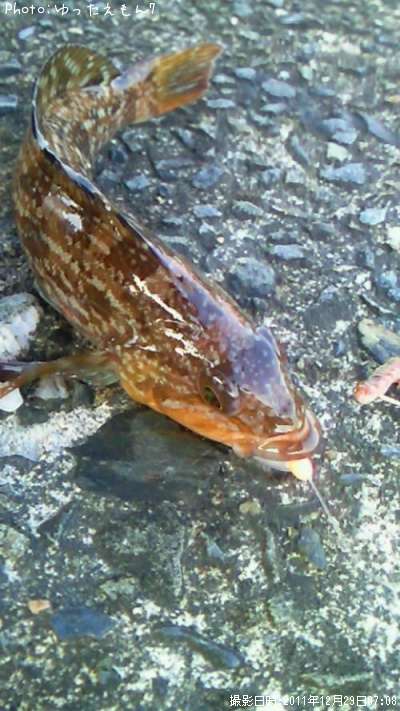 �����ʥ�