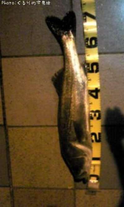 �����Х�