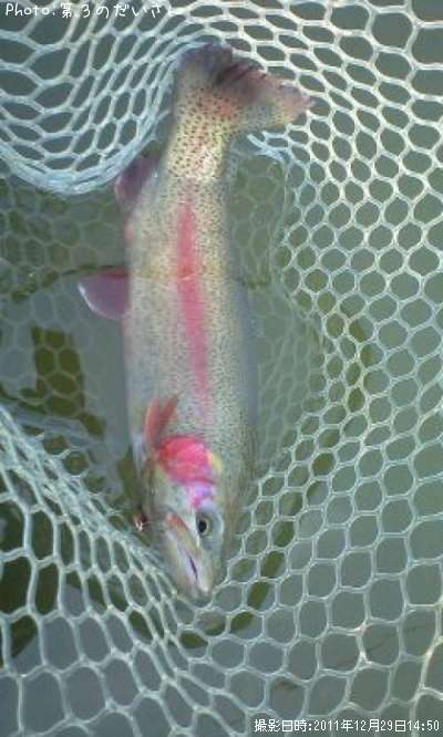 �쥤��ܡ��ȥ饦��