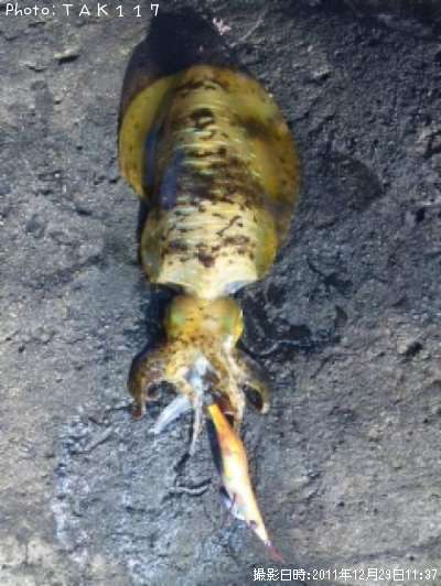 �����ꥤ��