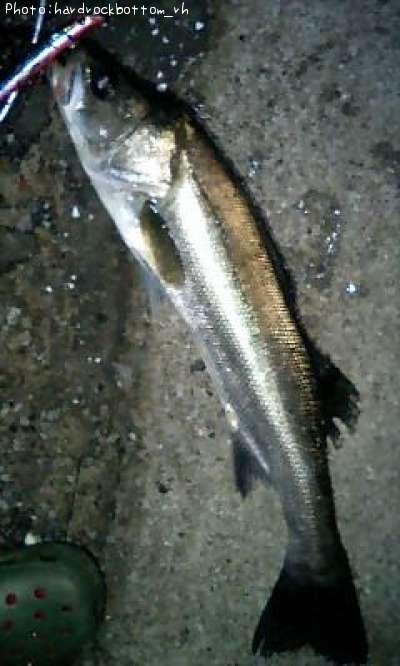 �����Х�