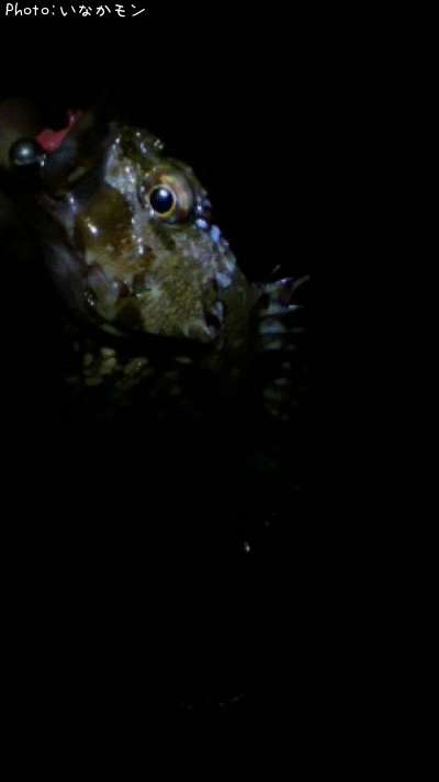 ����������Х�