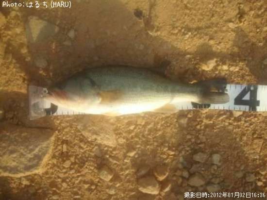 �֥�å��Х�