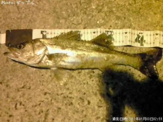 �����Х�