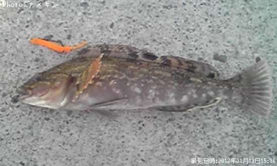 �����ʥ�