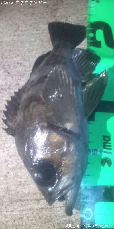 ���ꥢ��Х�