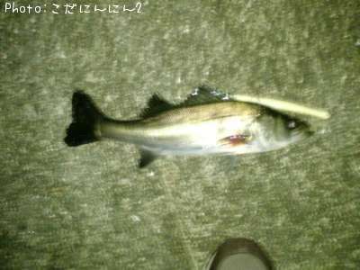 �����Х�