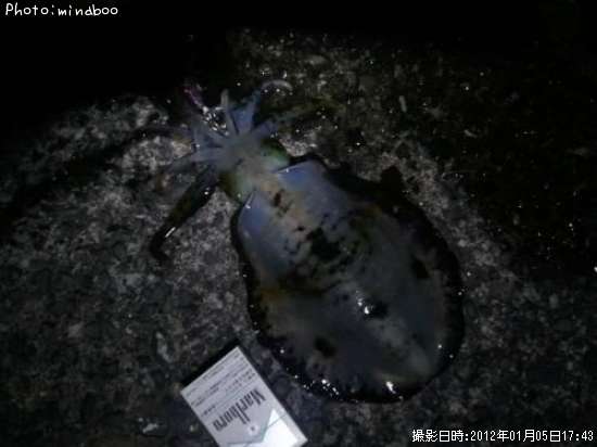 �����ꥤ��