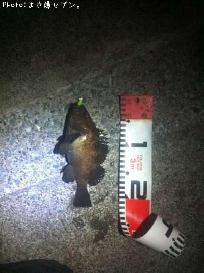 ������Х�