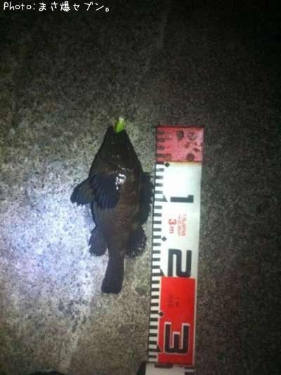 ������Х�