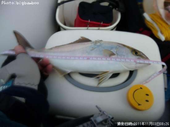 ���祴�ʥ���ѥ���