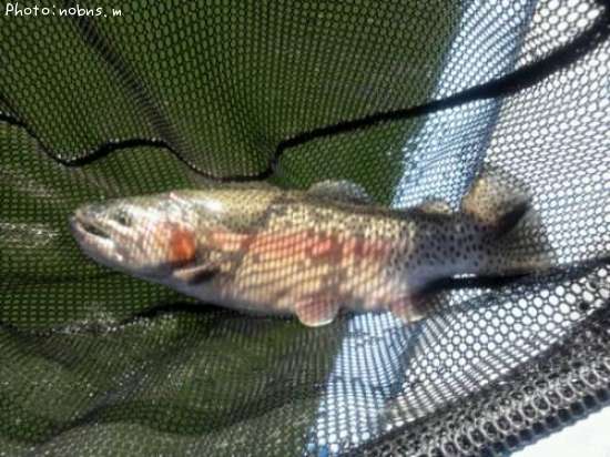 �쥤��ܡ��ȥ饦��