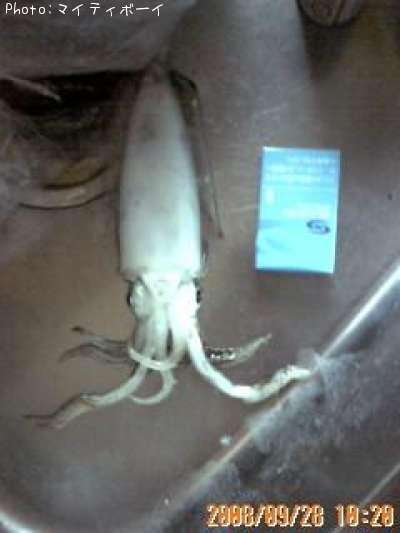 �����ꥤ��