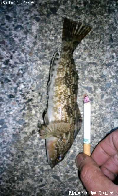 �����ʥ�