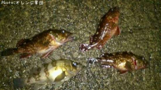 ��Х�ȥ�����