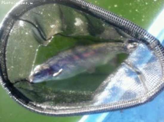 �ɥʥ�ɥ���