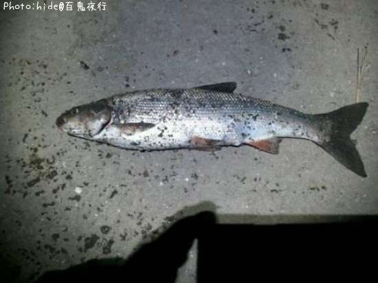 �ޥ륿������