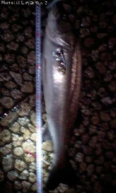 �����Х�