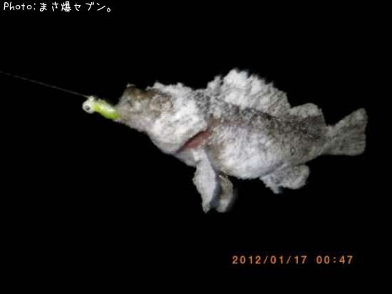 ������Х�