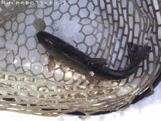 �쥤��ܡ��ȥ饦��