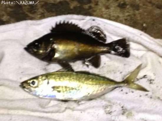 ��Х롡��������