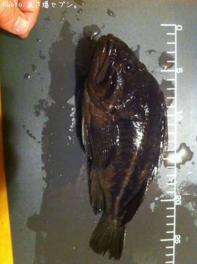 ���ޥ���