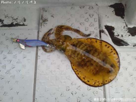 �����ꥤ��