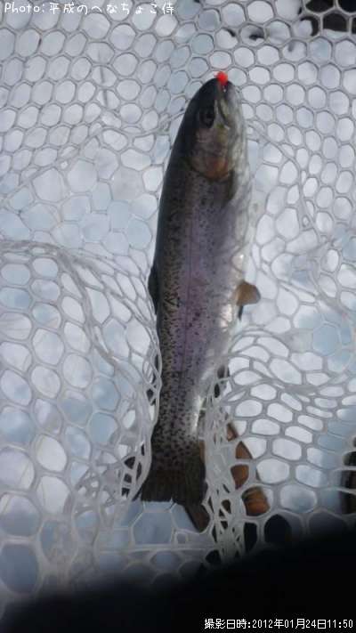 �쥤��ܡ��ȥ饦��