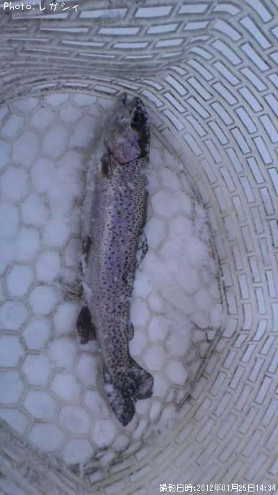 �쥤��ܡ��ȥ饦��