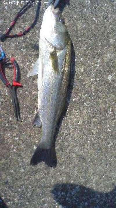 �����Х�