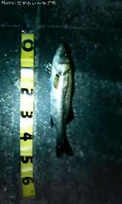 �����Х�