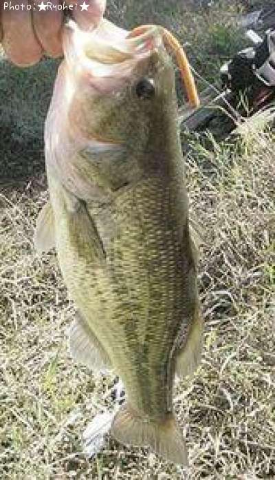 �֥�å��Х�