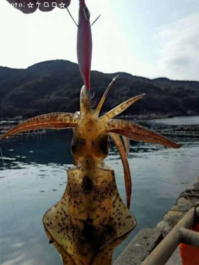 �����ꥤ��