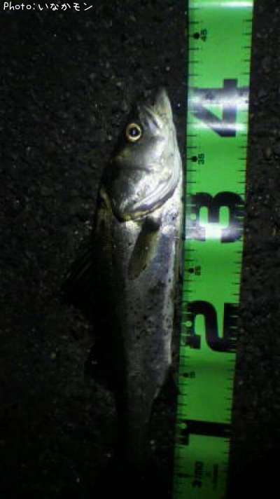 �����Х�