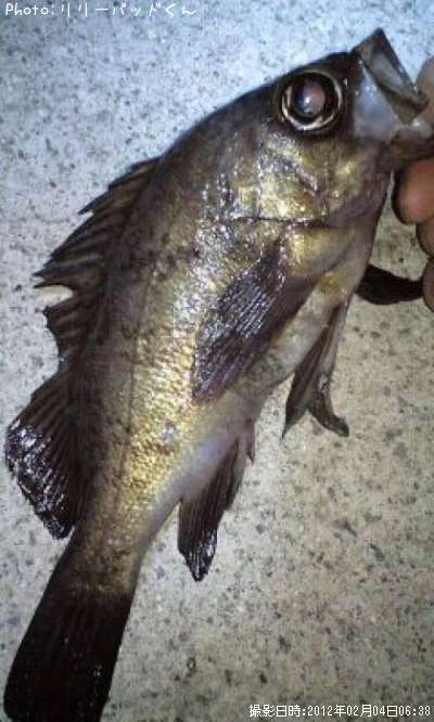 ��Х�����