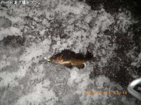 ������Х�