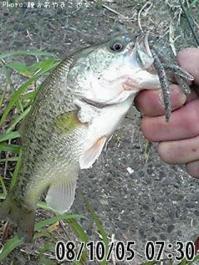 �֥�å��Х�