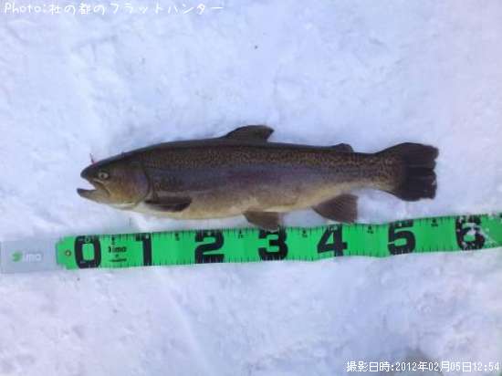 ���å��ȥ饦��