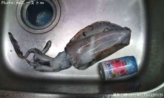 �����ꥤ��