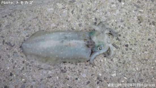 �����ꥤ��