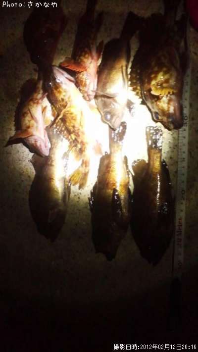 ��Х롡������