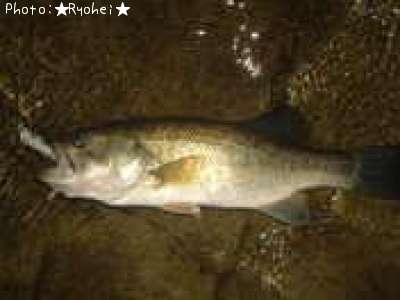 �֥�å��Х�