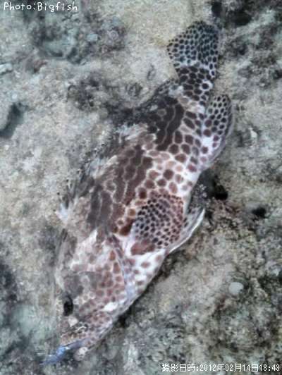 �����ϥ�