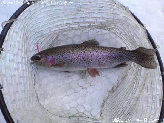 �쥤��ܡ��ȥ饦��