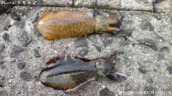 �����ꥤ��