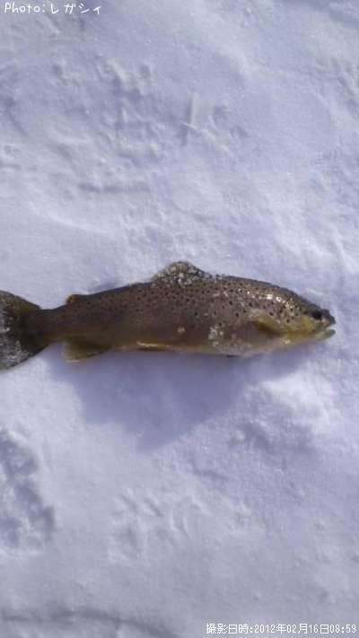 �֥饦��ȥ饦��