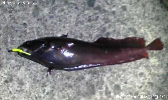 �ܥ������������ʥ�