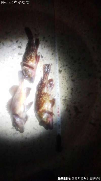 �����顡��Х�