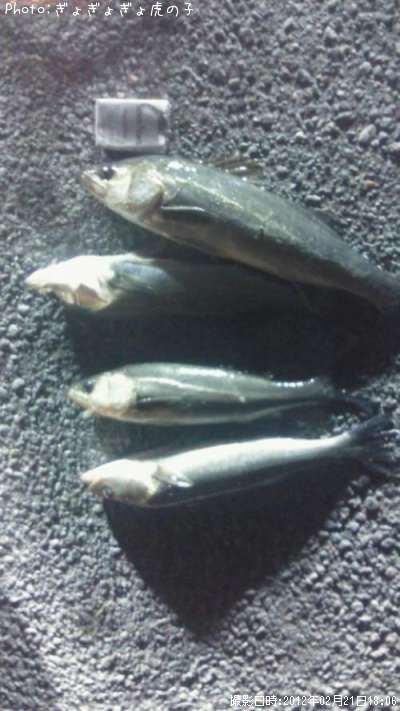 �����Х�